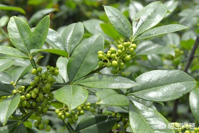 花椒直播能看欧洲杯嘛现在:花椒直播能看欧洲杯嘛现在还能看吗