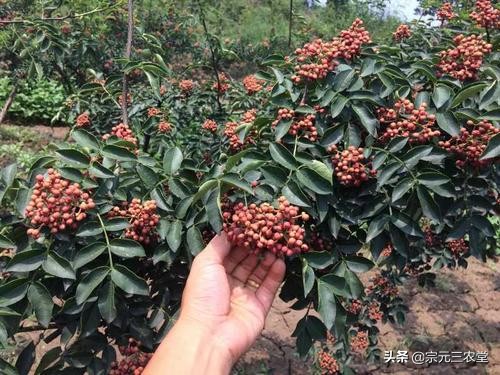 花椒直播能看欧洲杯嘛现在:花椒直播能看欧洲杯嘛现在还能看吗