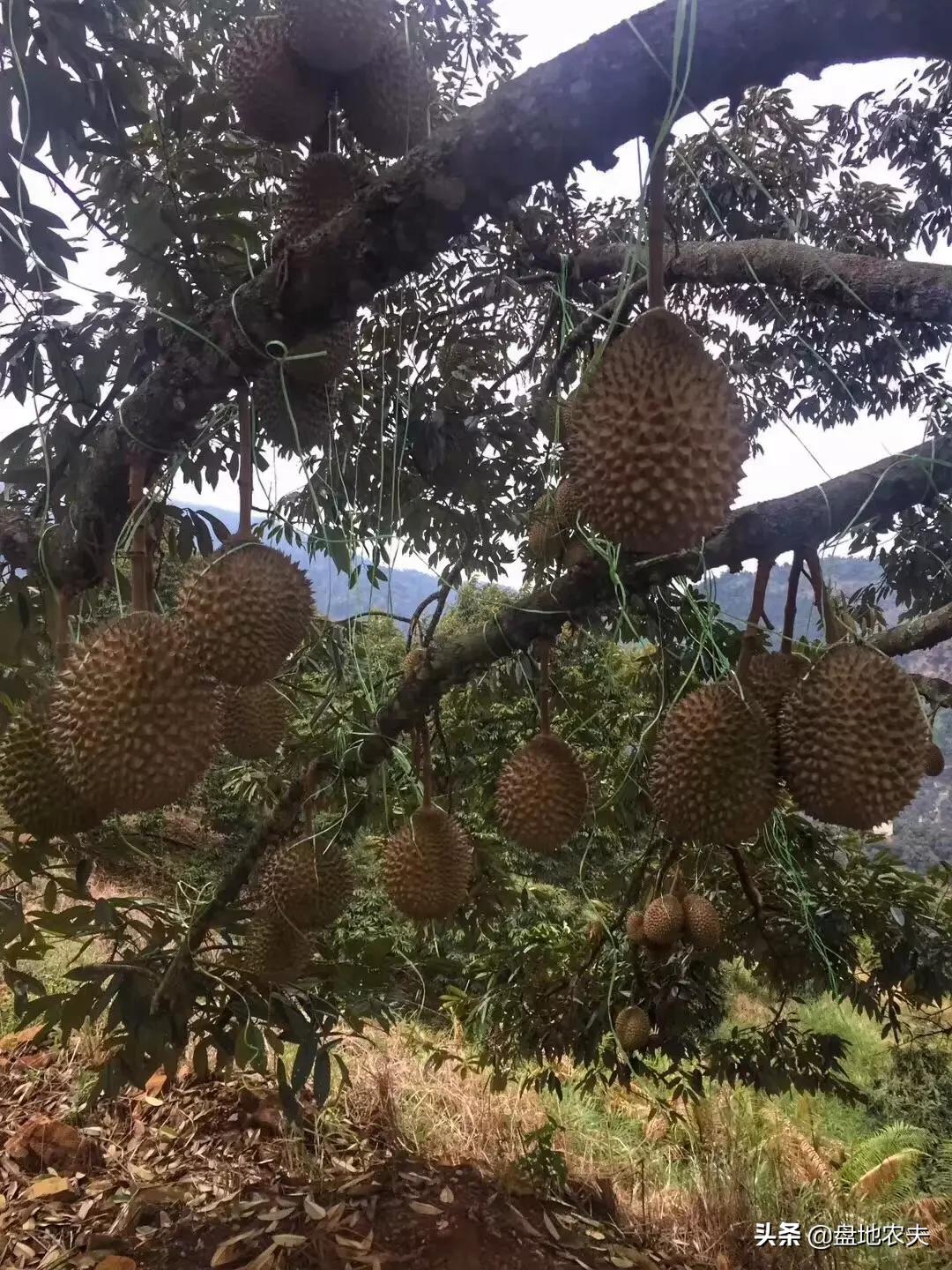 越南直播欧洲杯视频:越南直播欧洲杯视频回放