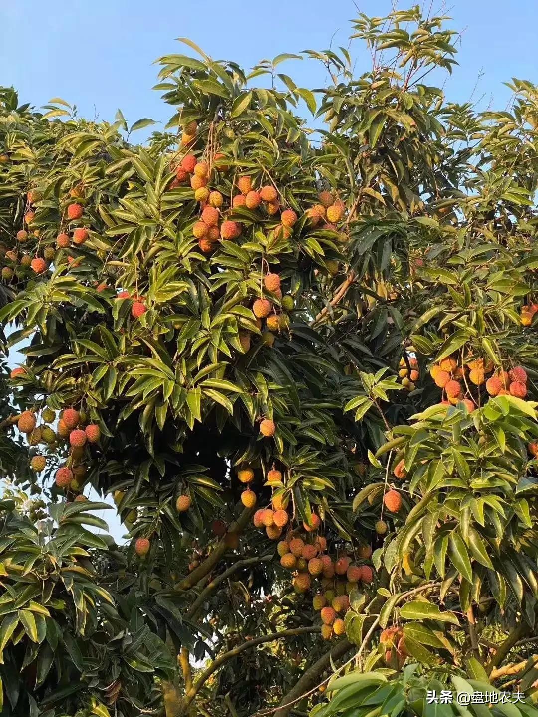 越南直播欧洲杯视频:越南直播欧洲杯视频回放