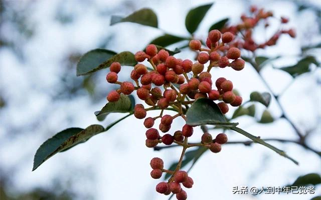 花椒直播能看欧洲杯:花椒直播能看欧洲杯吗