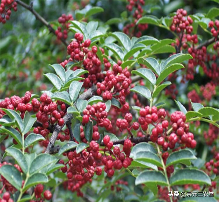 花椒直播可以看欧洲杯比赛吗:花椒直播可以看欧洲杯比赛吗视频