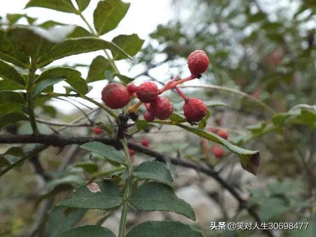 花椒直播能看欧洲杯嘛:花椒直播能看欧洲杯嘛