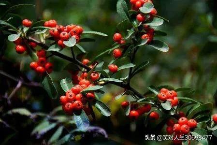 花椒直播能看欧洲杯嘛:花椒直播能看欧洲杯嘛