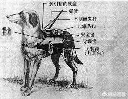 鏖战直播欧洲杯:鏖战直播欧洲杯视频