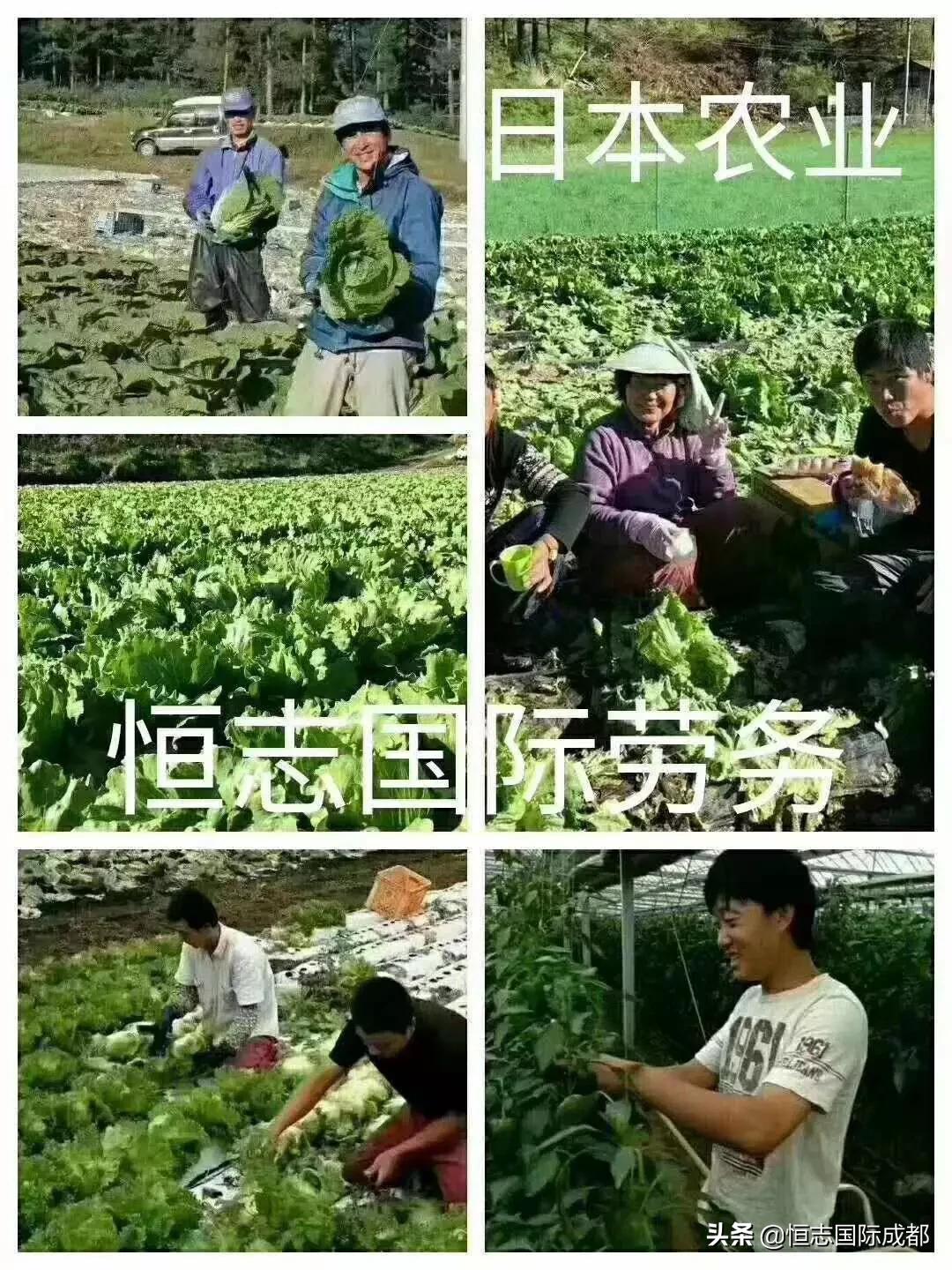 欧洲杯直播运营管理面试:欧洲杯运营活动