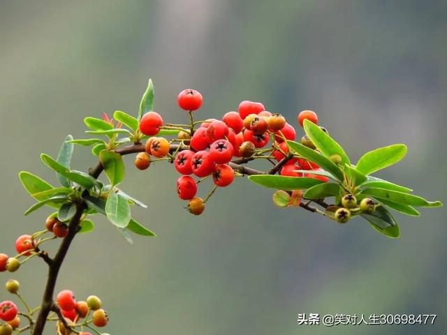 花椒直播可以看欧洲杯:花椒直播可以看欧洲杯吗