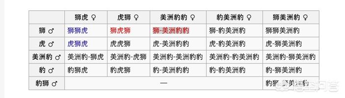 黑猩猩预测欧洲杯视频直播:黑猩猩预测欧洲杯视频直播在线观看