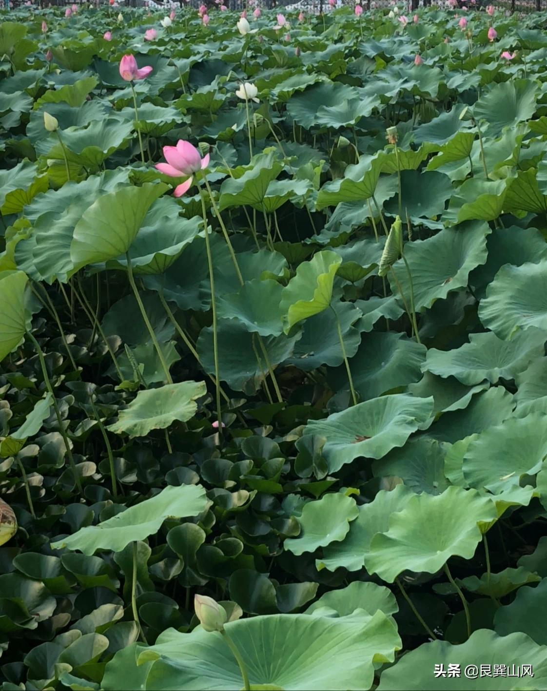 中年人怎么看欧洲杯直播视频:中年人怎么看欧洲杯直播视频呢