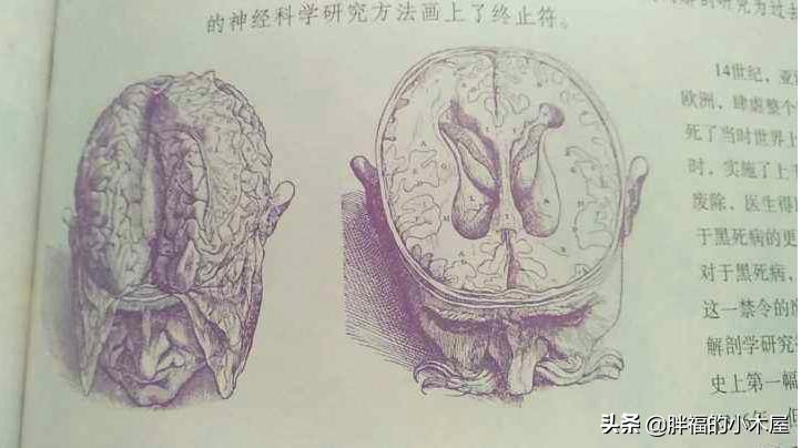 欧洲杯直播比利时企鹅:欧洲杯直播比利时企鹅视频