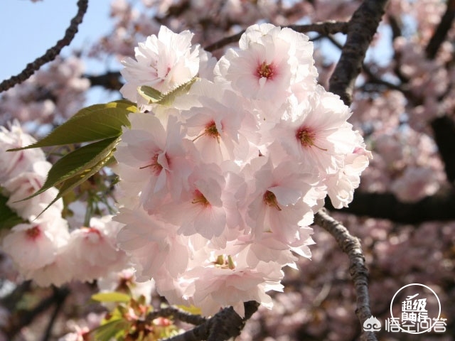 眉山哪里看欧洲杯直播的:眉山哪里看欧洲杯直播的好