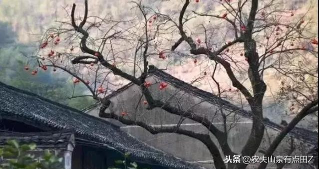 花椒和欧洲杯直播的区别:花椒和欧洲杯直播的区别是什么