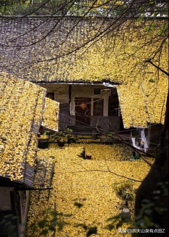 花椒和欧洲杯直播的区别:花椒和欧洲杯直播的区别是什么